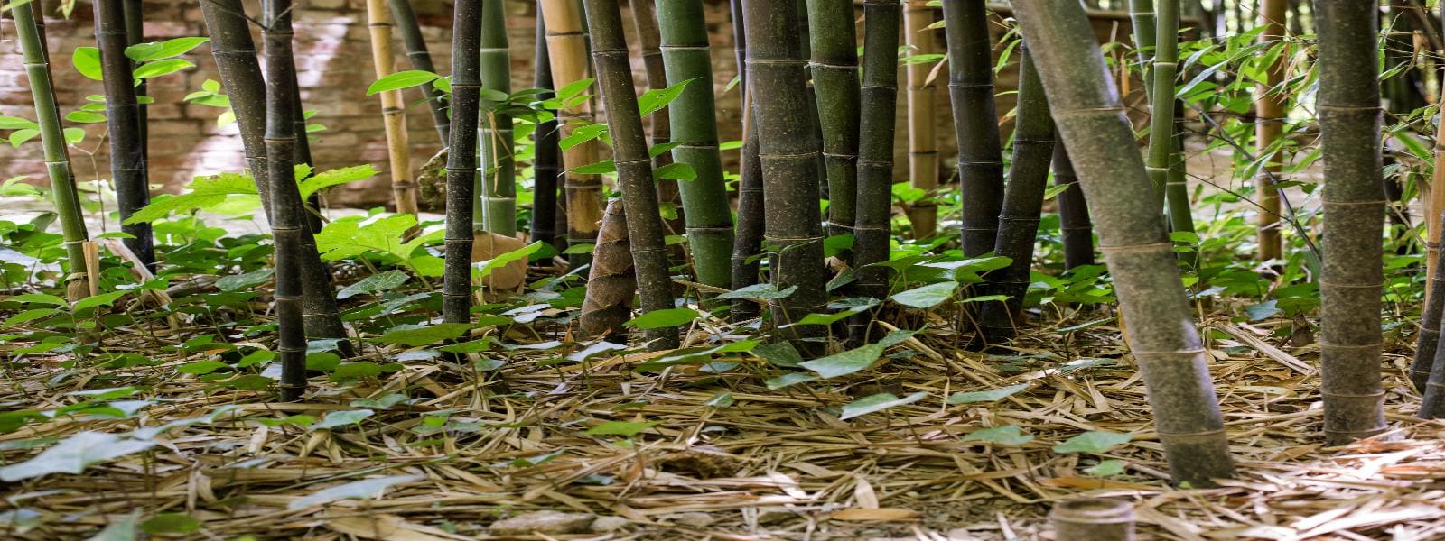 Professional Bamboo Removal